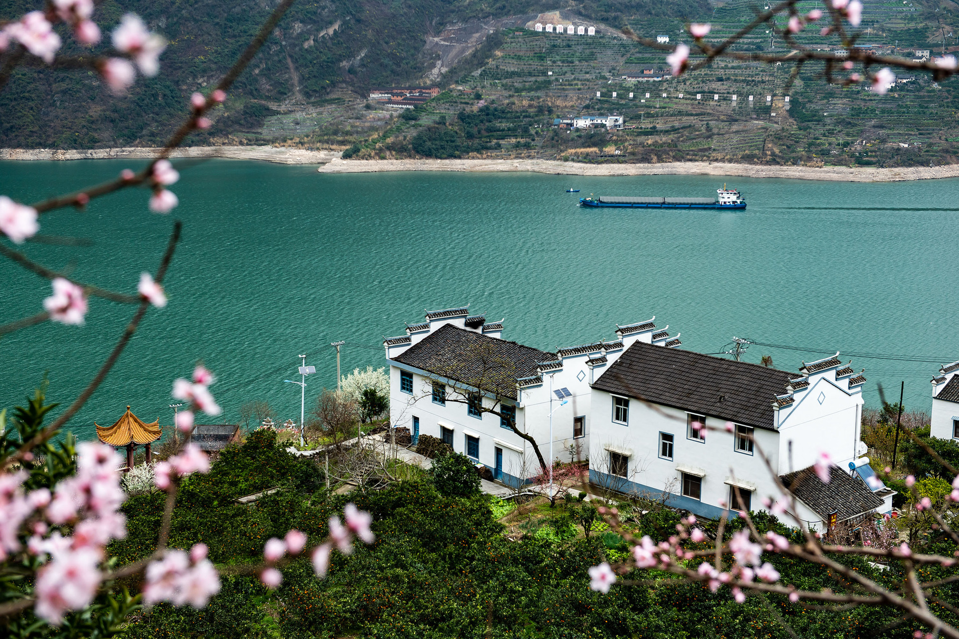 鮮花盛開的湖北省宜昌市秭歸縣屈原鎮(zhèn)西陵峽村臍橙園。 新華社發(fā).JPG